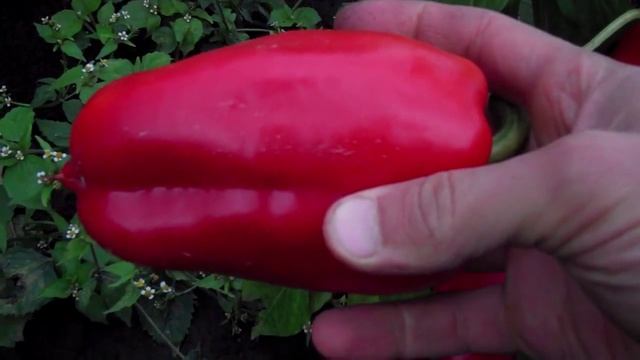 Болгарский перец в домашних условиях смотреть онлайн