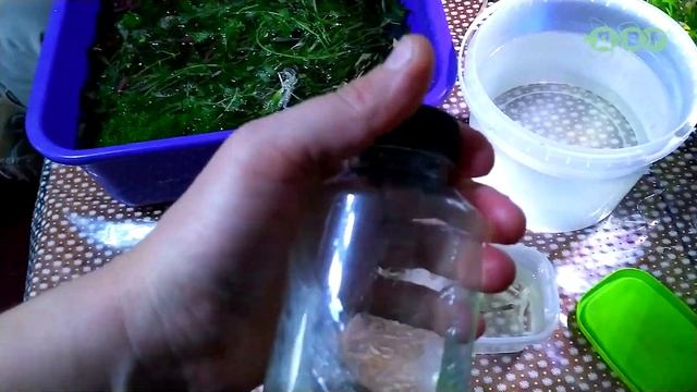 Стараюсь спасти рыбок! смотреть онлайн