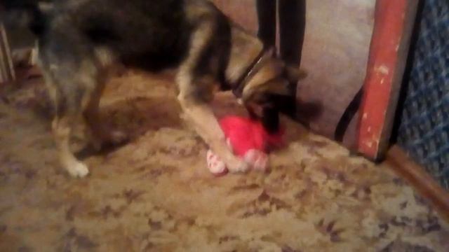 Собака играет игрушкой смотреть онлайн