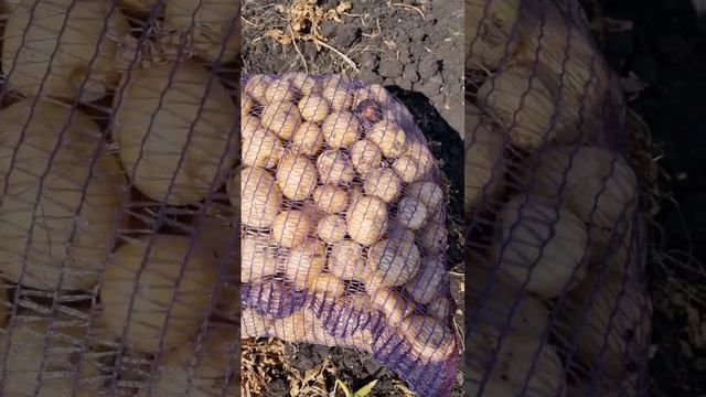 Заготовка семенного картофеля сорт Ривьера РС-1 смотреть онлайн