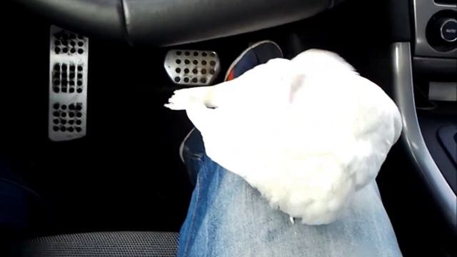 Попутчица смотреть онлайн