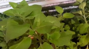 Петуния вытянулась? Обрезка и укоренение петунии. Обзор рассады на стеллаже