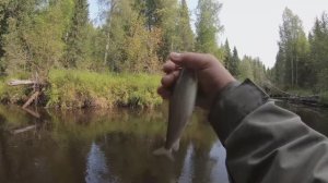 За хариусом на новую речку по границе пермского края и коми. Сжег сеть.