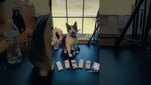 Khajiit Has Wares смотреть онлайн