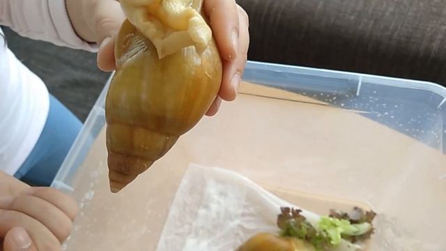 АХАТИНЫ.Первое видео про беременных улиток. смотреть онлайн