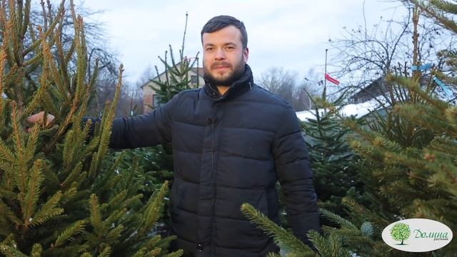 Как выбрать живую новогоднюю елку. Датские пихты Нордман, Абиес, Голубая ель смотреть онлайн