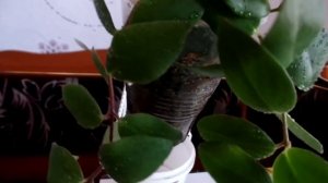 Комнатное растение эсхинантус Мона Лиза Искажённый цветок