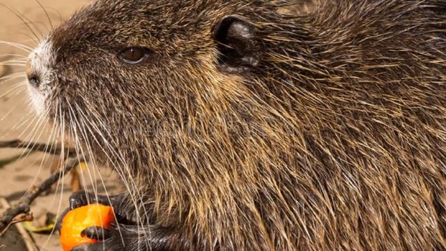 Разведение нутрий для начинающих как бизнес идея смотреть онлайн