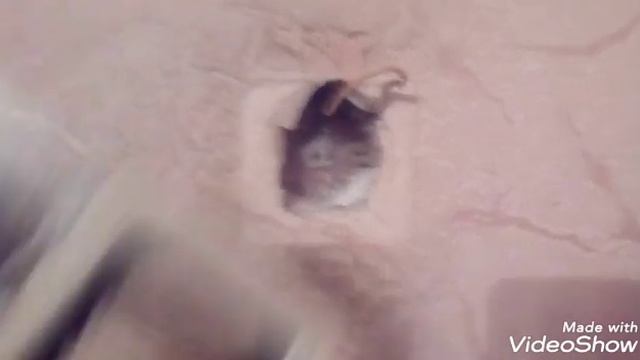 Ремонт установка земена резеток,выключателей. смотреть онлайн