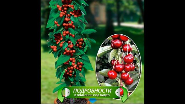 Экодар деревья смотреть онлайн