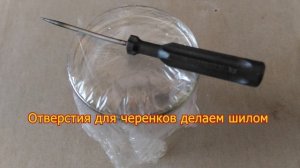 Алоэ  для ленивых. 100% автономное проращивание /укоренение/ черенков винограда на воде aloe vera