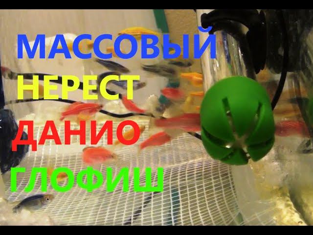 Массовый нерест ДАНИО ГлоФиш. Икра, Личинка, Малёк. смотреть онлайн
