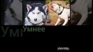 Бульдог против хаски.Кто победит
