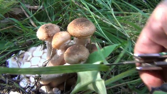 Опята где искать и как мариновать опята смотреть онлайн