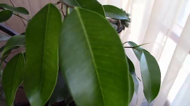 Фикусы и весна. Растения оживают! смотреть онлайн