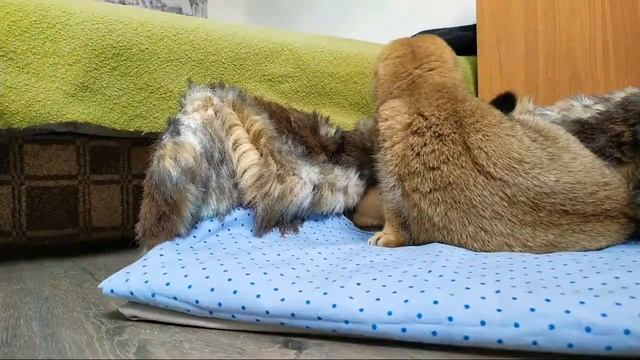 Лучшие моменты трансляции "Мама Кошка . Котята Родились 18 Дней Назад ?" (0:40–5:40) смотреть онлайн