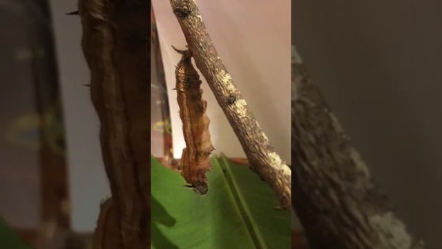 Owl Butterfly forming chrysalis 1/2 смотреть онлайн