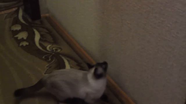 Моя кошка обожает играть с лазерной указкой/My cat loves to play with laser pointer смотреть онлайн