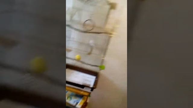 Как определить пол и возраст волнистого попугая смотреть онлайн