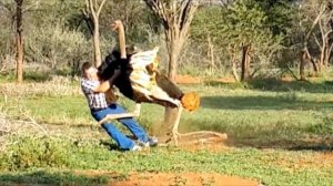 Энциклопедия для детей | Обо всем на свете | ПРО СТРАУСА