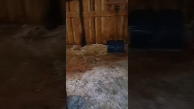 как приучить лошадь ходить в туалет. смотреть онлайн