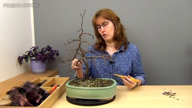 Бонсай из граба (ч.8). смотреть онлайн