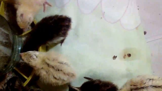 Мои перепелята. смотреть онлайн