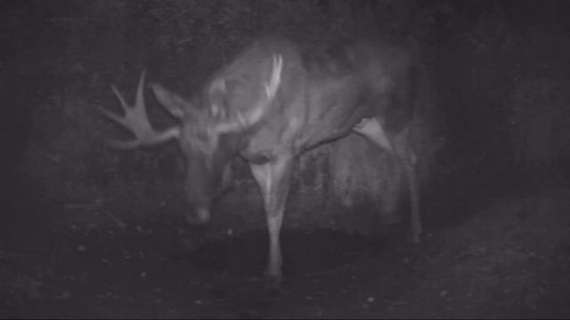 Наурзум  Сентябрь  Лоси 2017