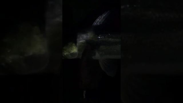 Рыбатская усадьба клёв был слабый но взяли пару судаков так не больших... смотреть онлайн