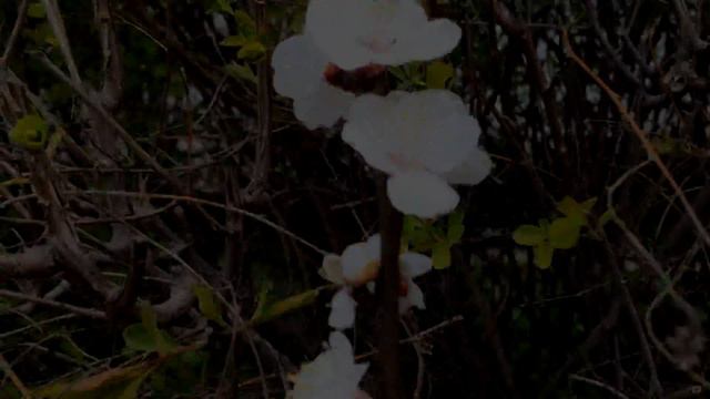 Весенние дни/Spring days/My favorite Spring смотреть онлайн