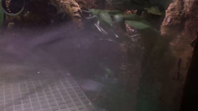 60 days Frog Terrarium смотреть онлайн
