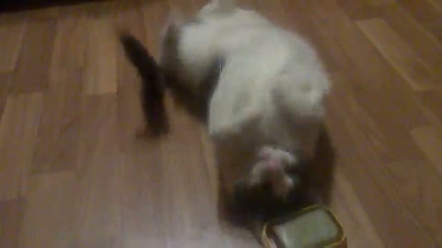 Кот и мыло. смотреть онлайн