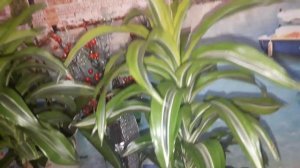 Подробный обзор моих комнатных растений и уход за ними.