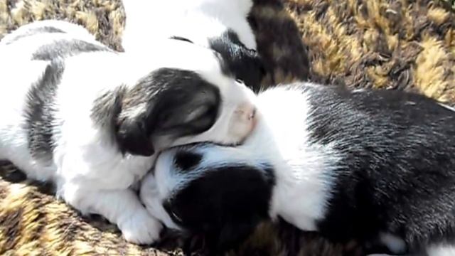 Маленькие щенки Самое трогательное видео в мире / Young puppies смотреть онлайн