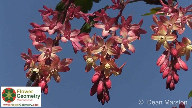 The Beauty of Flowers and Nature - Looking with New Eyes - Flower Geometry International смотреть онлайн
