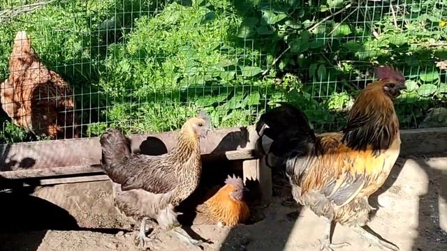 Раскол в семействе Сытников. Обзор Grandeniko Vlog