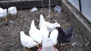 Куры породы Коралл.