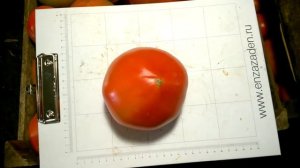 Томат Белфорт F1