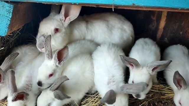 ?Как ОБЕДАЕТ МНОГОДЕТНАЯ семья/КАК ЗАРАБАТЫВАЮТ В ДЕРЕВНЕ НА ЖИЗНЬ/ЕДА НА КОСТРЕ? смотреть онлайн