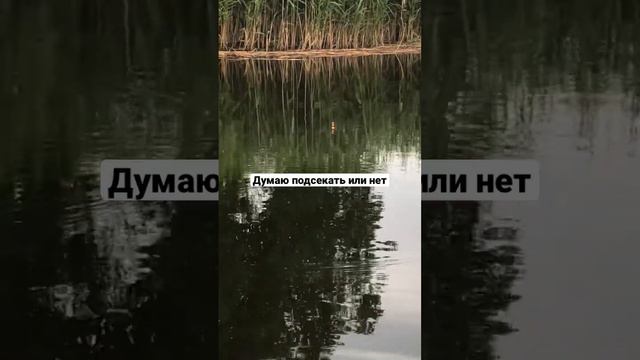 Поклёвке сазана #сазан #рыбалка #поплавок смотреть онлайн