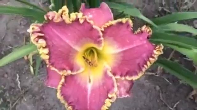 Daylily Frank Star of Bethlehem лилейник смотреть онлайн