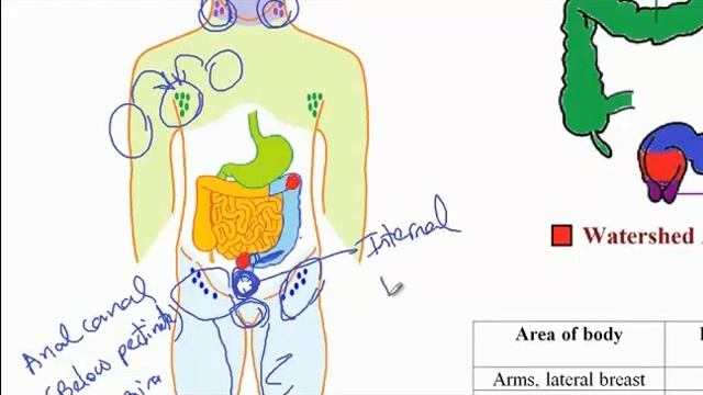 Lymph nodes and its lymphatic drainage of the body смотреть онлайн