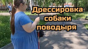 Собака поводырь обучение