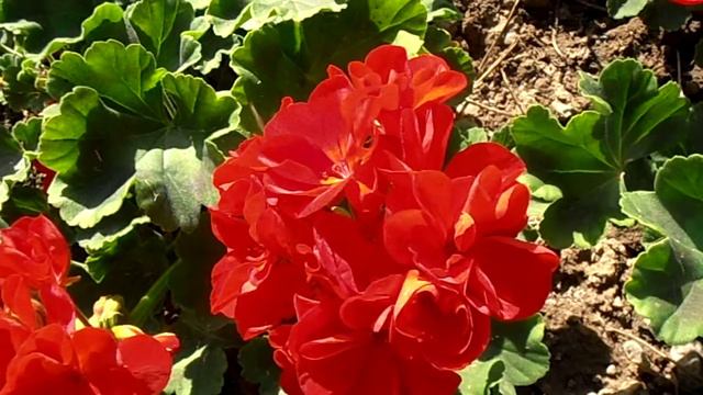 GERANIO: Pelargonium X Hortorum (www.riomoros.com)