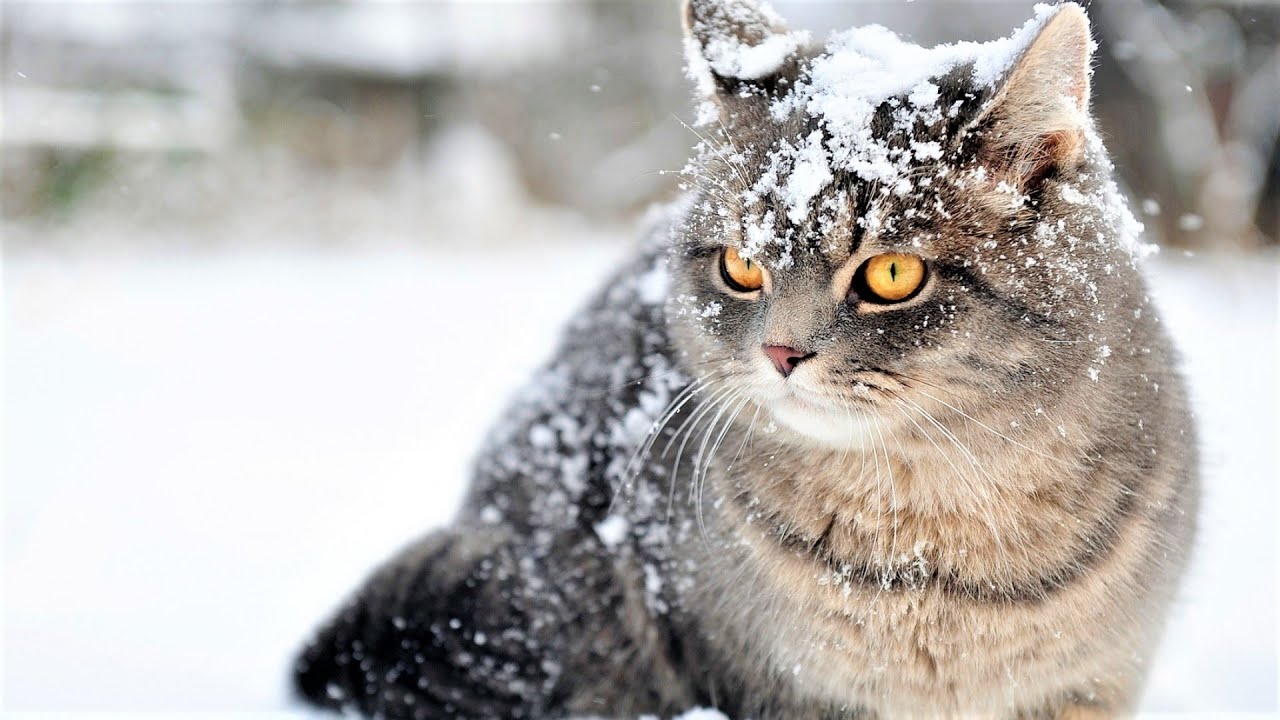 Предчувствие Событий