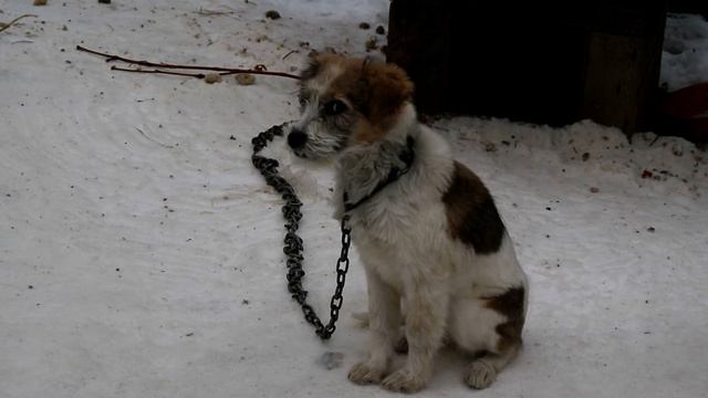 Собака Жулька, политический обозреватель. Новогоднее интервью смотреть онлайн