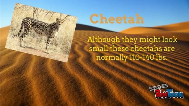 Sahara Desert Animals