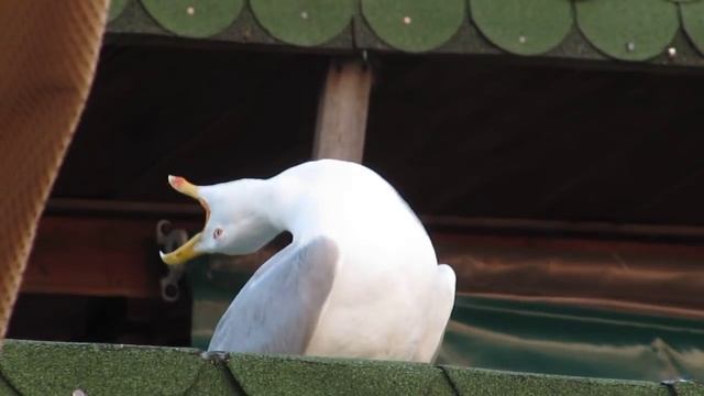 Чайка ржёт, смех чайки смотреть онлайн