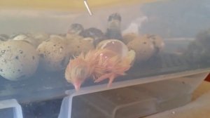 Птенцы из китайского инкубатора