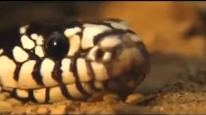 Схватка гремучей змеи VS королевской змеей !